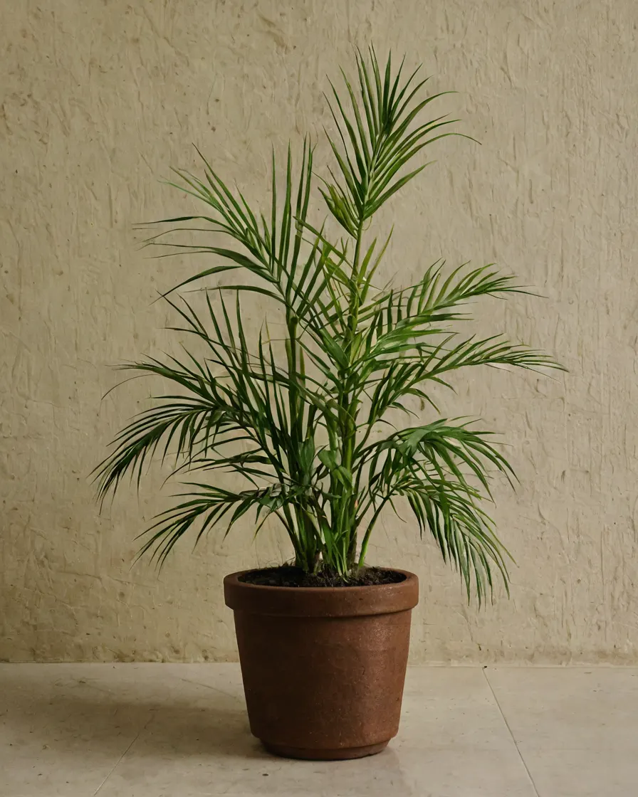 Bird's Nest Fern