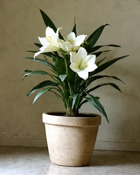 Peace Lily