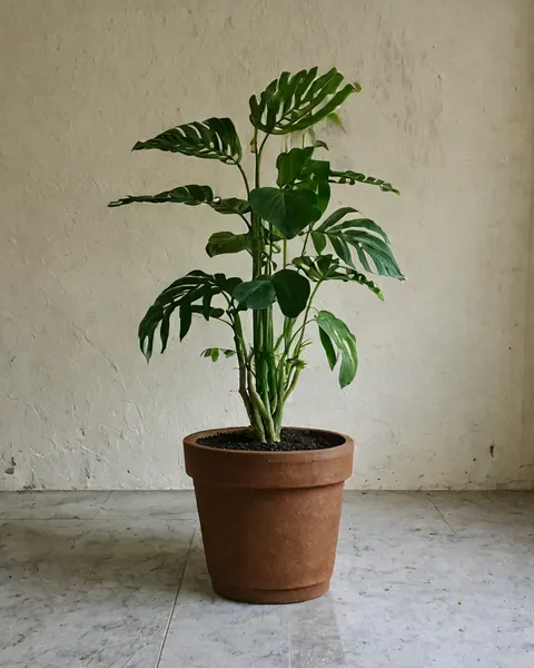 Rubber Plant